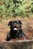 ROTTWEILER 089